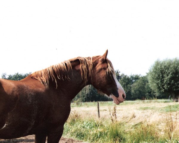 broodmare Tewgoed Rosebud (Welsh-Cob (Sek. D), 1985, from Nebo Brenin)