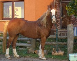 Zuchtstute Ruska Miss Rosalyn (Welsh-Cob (Sek. D), 1993, von Nebo Sportsman)