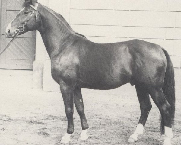 stallion Abseits (Hanoverian, 1969, from Aberwitz II)