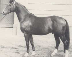 stallion Abseits (Hanoverian, 1969, from Aberwitz II)