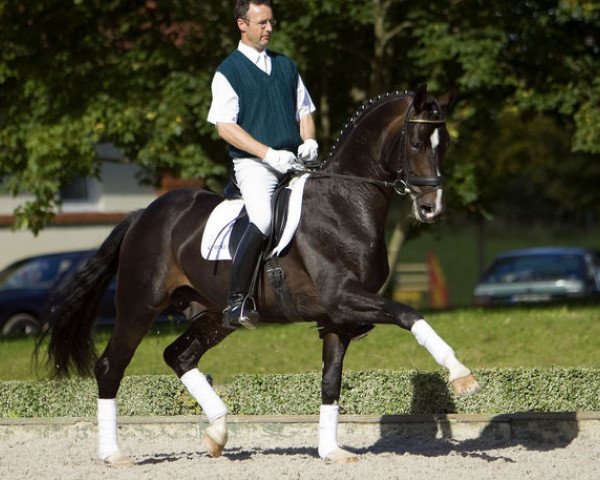 dressage horse Sancisco (Oldenburg, 2001, from Sandro Hit)