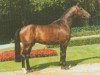 stallion Gaudeamus (Rhinelander, 1991, from General I)