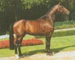 stallion Gaudeamus (Rhinelander, 1991, from General I)