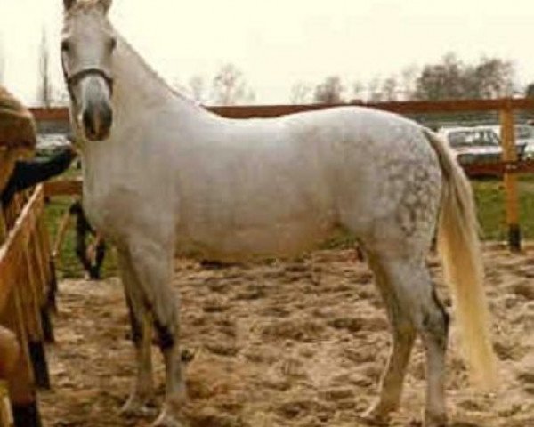 broodmare Liris (KWPN (Royal Dutch Sporthorse), 1970, from Eros)