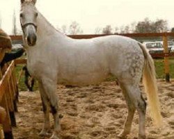 broodmare Liris (KWPN (Royal Dutch Sporthorse), 1970, from Eros)