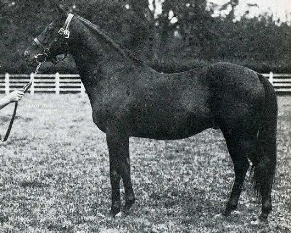 stallion Sans Souci II xx (Thoroughbred, 1904, from Le Roi Soleil xx)