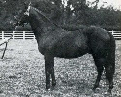 stallion Sans Souci II xx (Thoroughbred, 1904, from Le Roi Soleil xx)