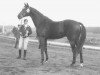 stallion Talisman xx (Thoroughbred, 1955, from Transtevere xx)