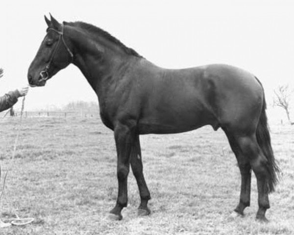 stallion Jason 44 STB (Royal Warmblood Studbook of the Netherlands (KWPN), 1968, from Talisman xx)