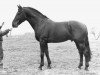 stallion Jason 44 STB (Dutch Warmblood, 1968, from Talisman xx)