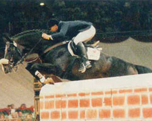 Pferd Brandenburger (Oldenburger, 1988, von Beach Boy)