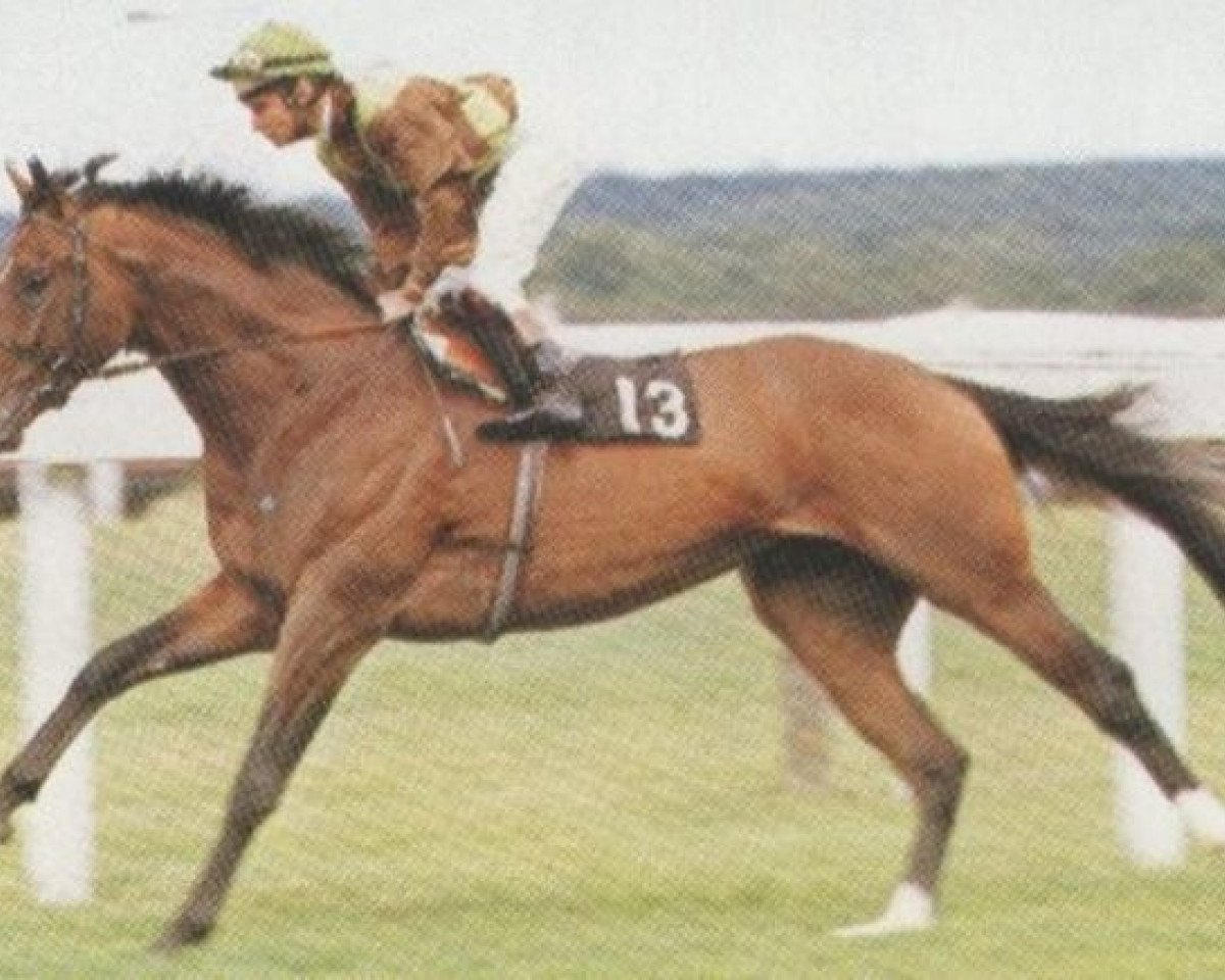 stallion Petoski xx (Thoroughbred, 1982, from Niniski xx)