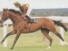 stallion Petoski xx (Thoroughbred, 1982, from Niniski xx)