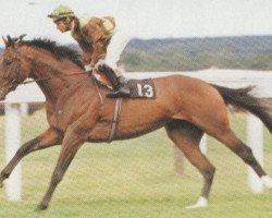 stallion Petoski xx (Thoroughbred, 1982, from Niniski xx)