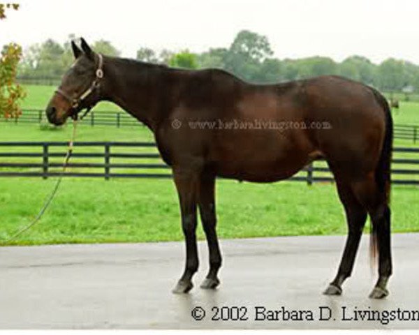 broodmare Raise The Standard xx (Thoroughbred, 1978, from Hoist The Flag xx)