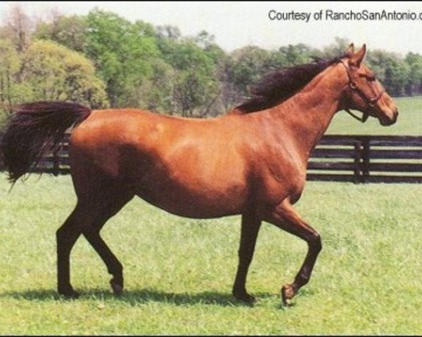 broodmare Coup de Folie xx (Thoroughbred, 1982, from Halo xx)