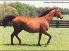 broodmare Coup de Folie xx (Thoroughbred, 1982, from Halo xx)