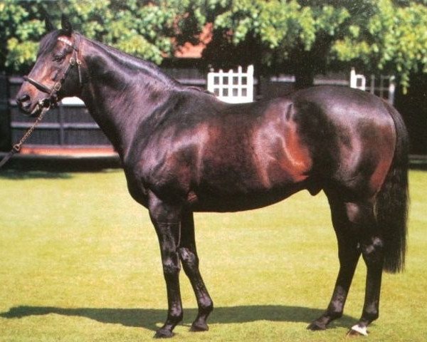 stallion Machiavellian xx (Thoroughbred, 1987, from Mr. Prospector xx)