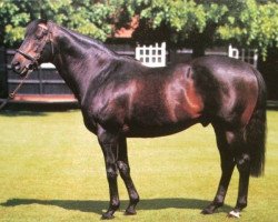 stallion Machiavellian xx (Thoroughbred, 1987, from Mr. Prospector xx)