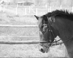 Springpferd Jane's Noah (New-Forest-Pony, 2003, von Lorenzo)