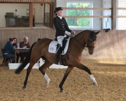 dressage horse Enigma Kara (Westphalian, 2005, from Ehrentusch)