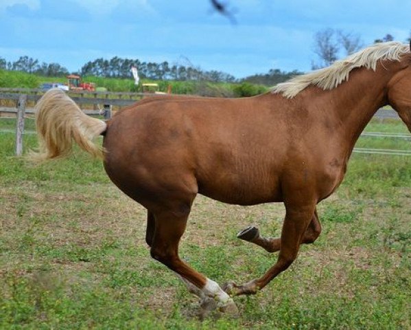 broodmare Blonde Beauty xx (Thoroughbred, 2015, from Gold Bold N Rich xx)