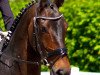 dressage horse Doreen 276 (Hanoverian, 2007, from Diamond Hit)