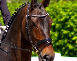 dressage horse Doreen 276 (Hanoverian, 2007, from Diamond Hit)