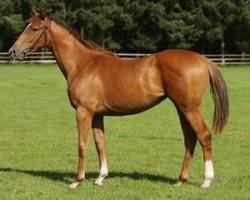 horse Dextera xx (Thoroughbred, 2006, from Royal Dragon xx)