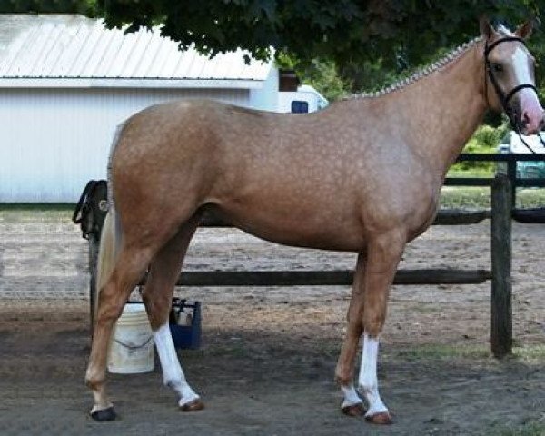 horse Golden Peach Blonde xx (Thoroughbred, 2008, from Zillionair xx)