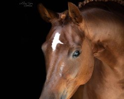 broodmare Queeny Lynn (Württemberger, 2012, from Quadrofino)