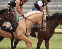 stallion Regalo Del Oro xx (Thoroughbred, 2007, from Zillionair xx)