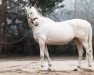 stallion Snowy River xx (Thoroughbred, 2004, from Issue Of Gold xx)