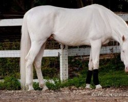 Deckhengst White Magic xx (Englisches Vollblut, 2003, von Rff King's Ransom xx)