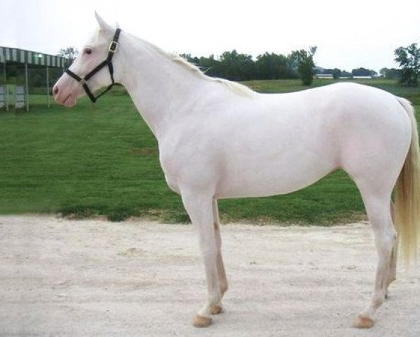 broodmare A Lot of Praying xx (Thoroughbred, 2004, from Arctic White xx)