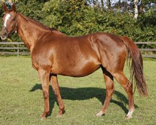 broodmare Golden Time xx (Thoroughbred, 1991, from Surumu xx)