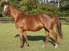 broodmare Golden Time xx (Thoroughbred, 1991, from Surumu xx)