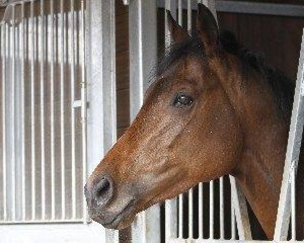 horse Eigelstein xx (Thoroughbred, 2008, from Dubawi xx)