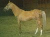 stallion Ajtasch (Akhal-Teke, 1977, from Kaltaman)