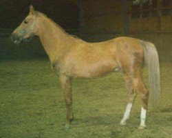 stallion Ajtasch (Akhal-Teke, 1977, from Kaltaman)