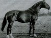 stallion Waidmann (Hanoverian, 1970, from Wicht)