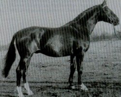 stallion Waidmann (Hanoverian, 1970, from Wicht)