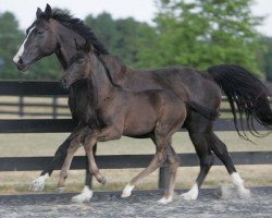 broodmare Rosalie (Oldenburg, 1991, from Rubinstein I)