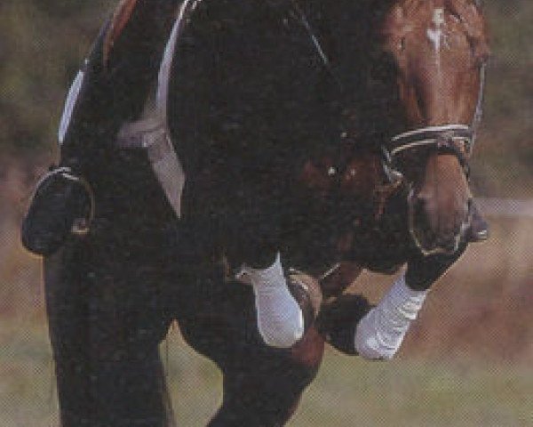 horse Le Comte (Hessian Warmblood, 1985, from Leander)