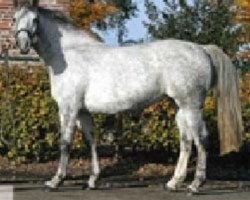 broodmare Cassandra Z (Zangersheide riding horse, 1997, from Carthago)