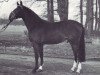 stallion Nordstar (Westphalian, 1985, from Night-Star I)