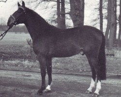 stallion Nordstar (Westphalian, 1985, from Night-Star I)