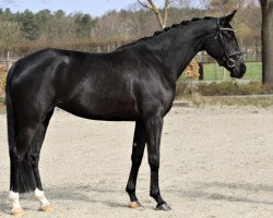 dressage horse Fuhara Nala (Oldenburg, 2017, from Fernandell Ms)