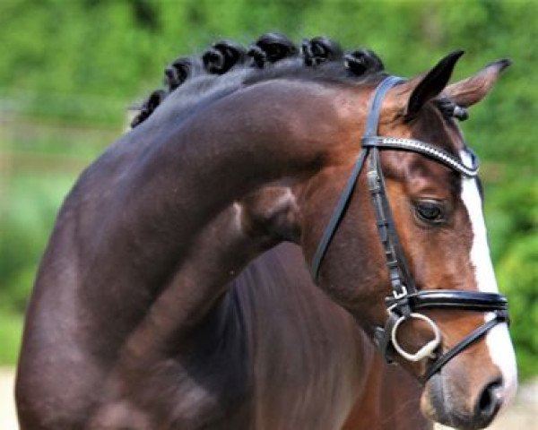 dressage horse Shazam W (Hanoverian, 2017, from Sandro Hit)