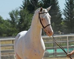 stallion Arctic Blue xx (Thoroughbred, 2007, from Panoramic xx)